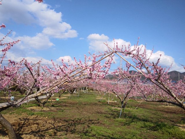 山梨県内の桜の情報はこちら！