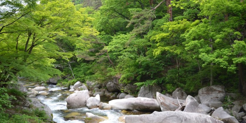 涼しげな渓流の景色