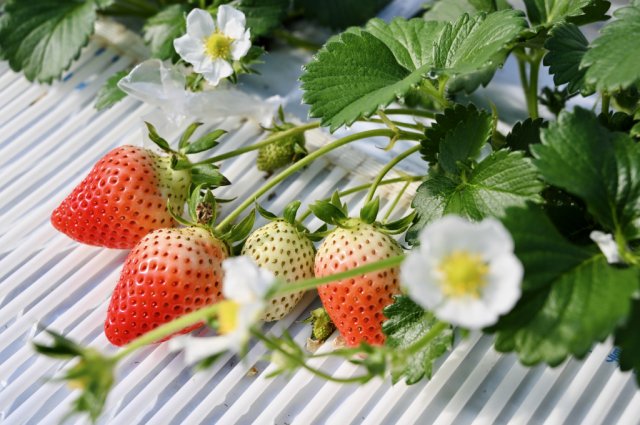 いちご狩りが始まります！