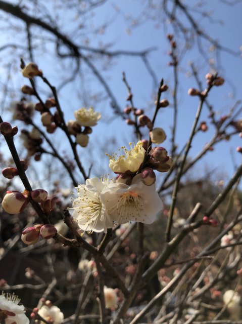 梅の名所　不老園が開園します！