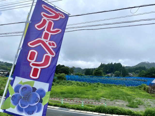 【終了しました】ブルーベリー狩りが始まります！