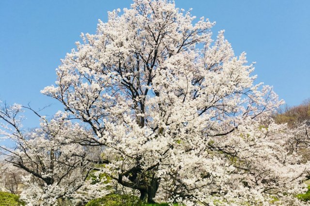 【レンタサイクル2時間～3時間】こうふの桜を見に行こう！