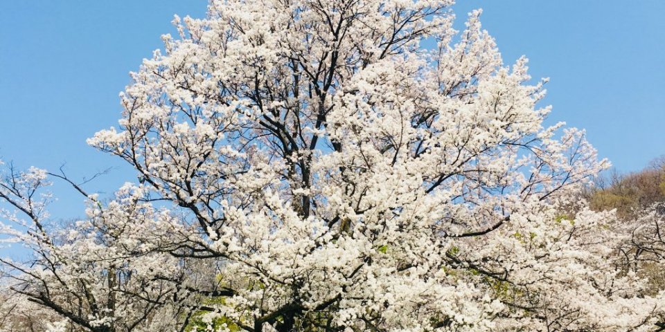 こうふの桜を見に行こう！