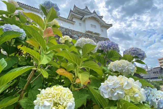 【DAY 2】Maizurujo Park (Kofu Castle Ruins)