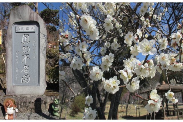 【レンタサイクル 2～3時間】体験型大人の修学旅行と梅園散策