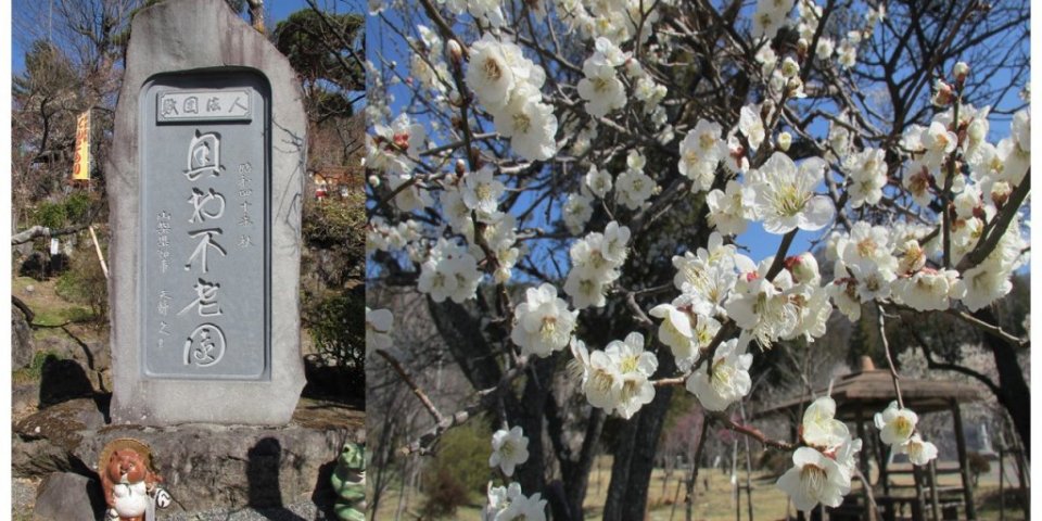 【レンタサイクル 2～3時間】体験型大人の修学旅行と梅園散策