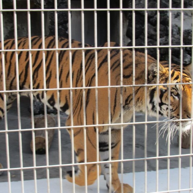 甲府市遊亀公園附属動物園