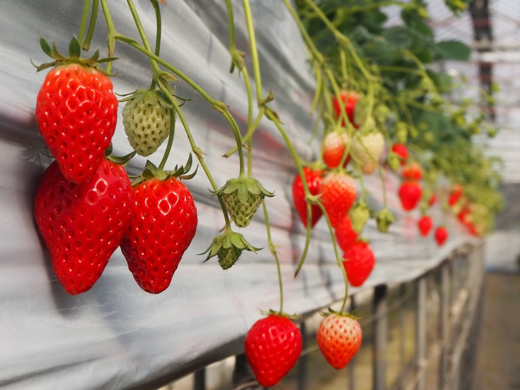 Omagari-cho Strawberry Orchards