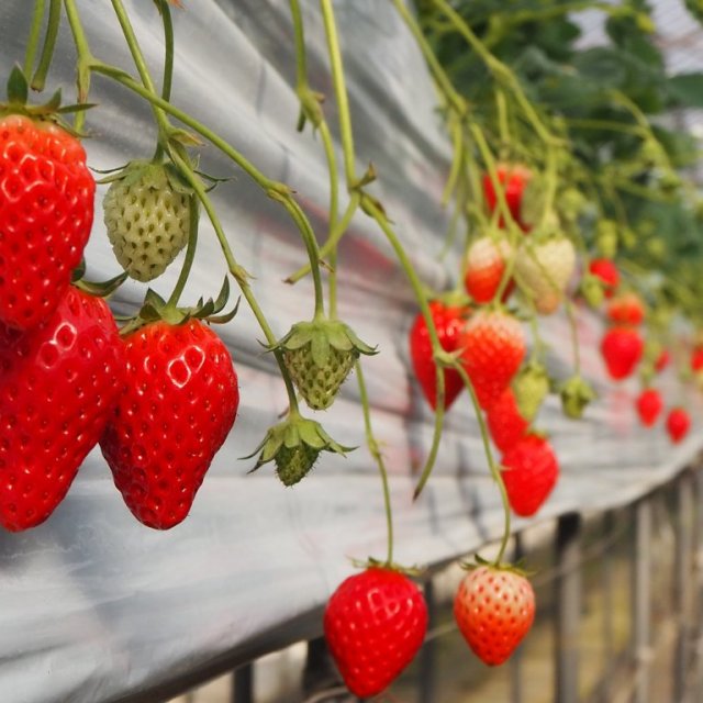 Omagari Strawberry Farms