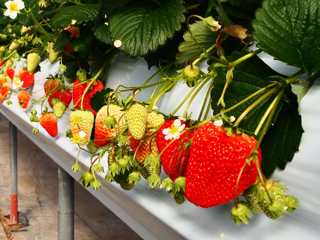 ひじかた洋蘭いちご園