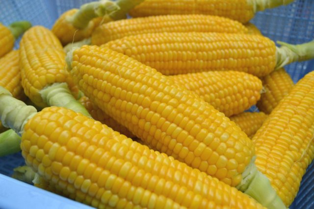 風土記の丘農産物直売所