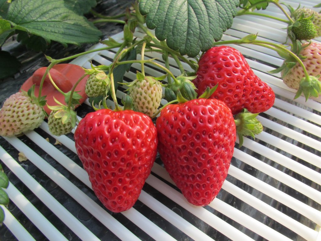  Strawberry picking