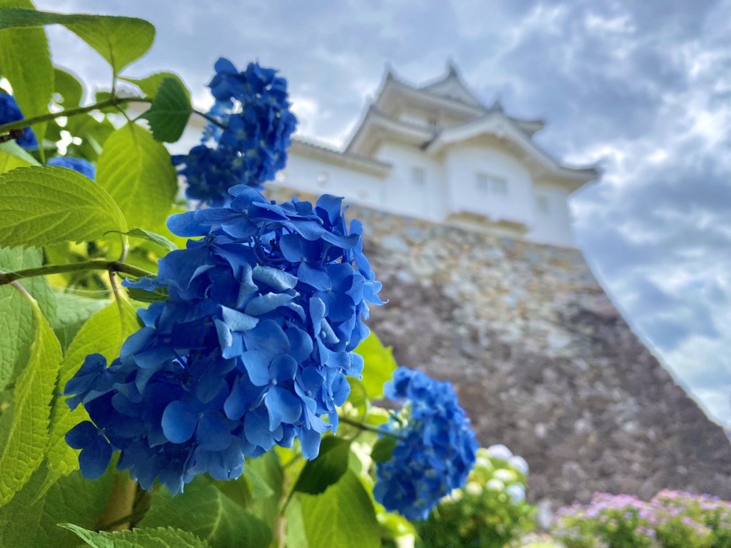 甲府で楽しめる花特集