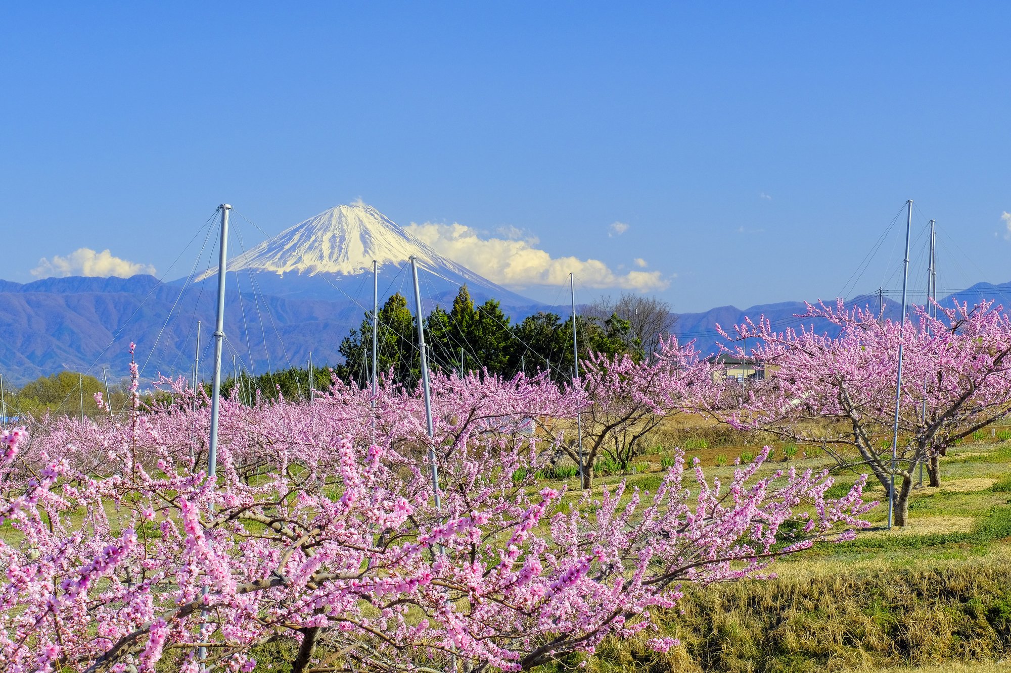 週末は桃源郷を眺めに来ませんか！