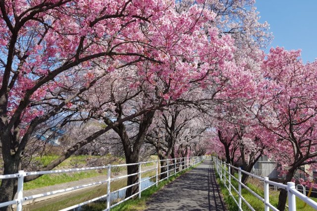 貢川遊歩道の桜並木