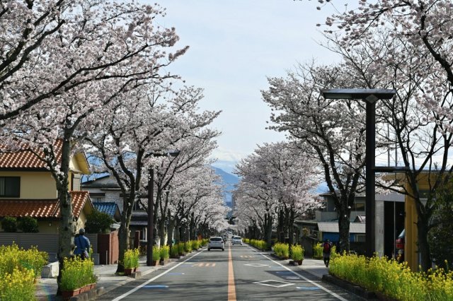 武田通りの桜並木