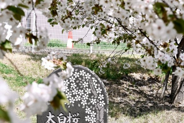 太白桜（甲府市歴史公園）