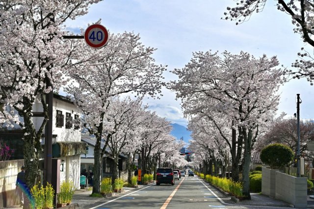 武田通りの桜並木