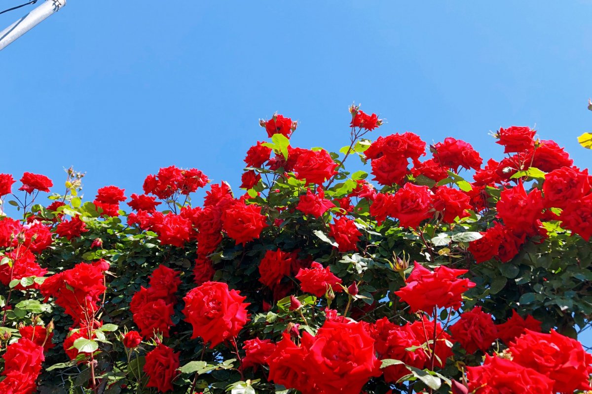 甲府で楽しめる花【春から初夏編】