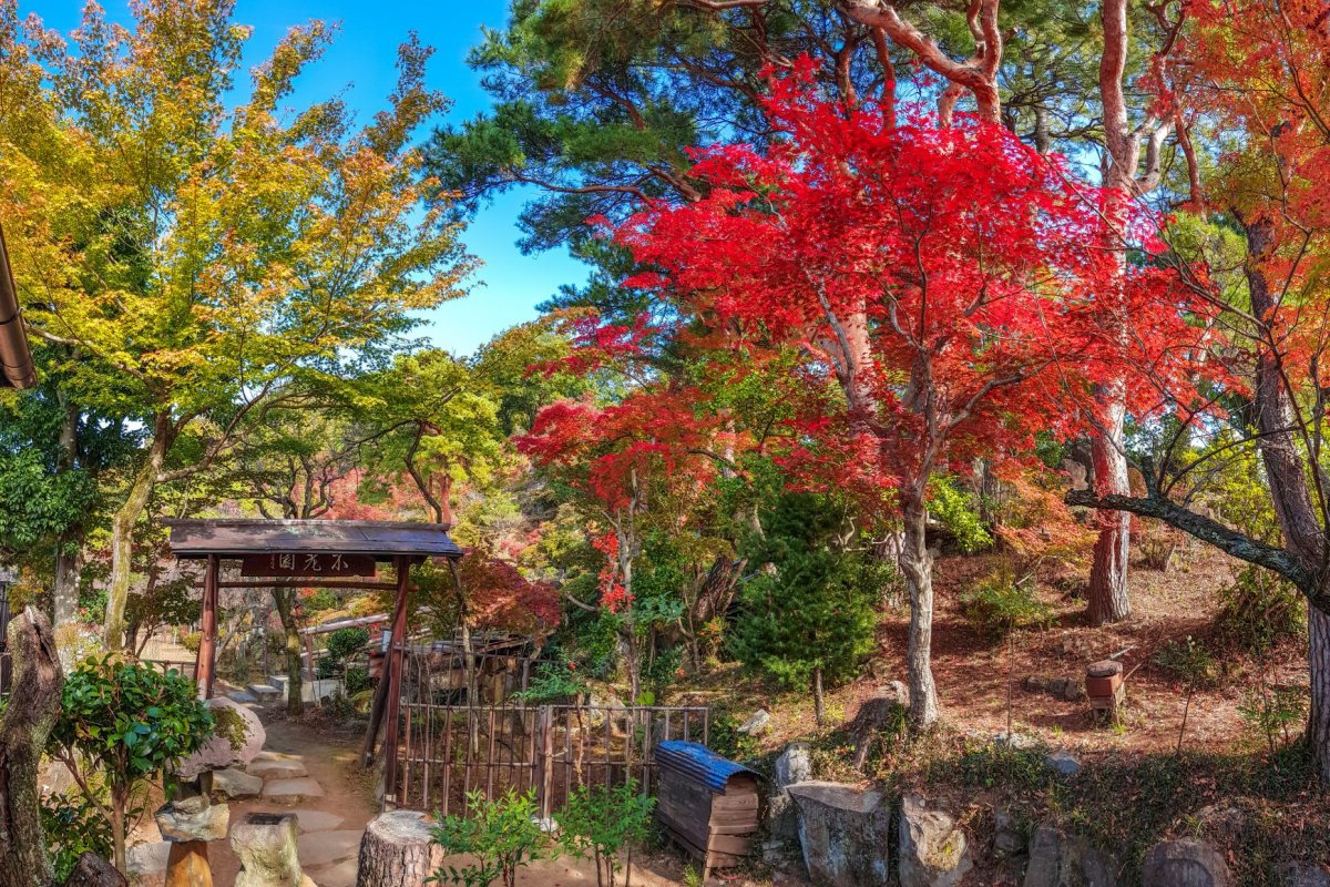 紅葉を楽しめるスポット