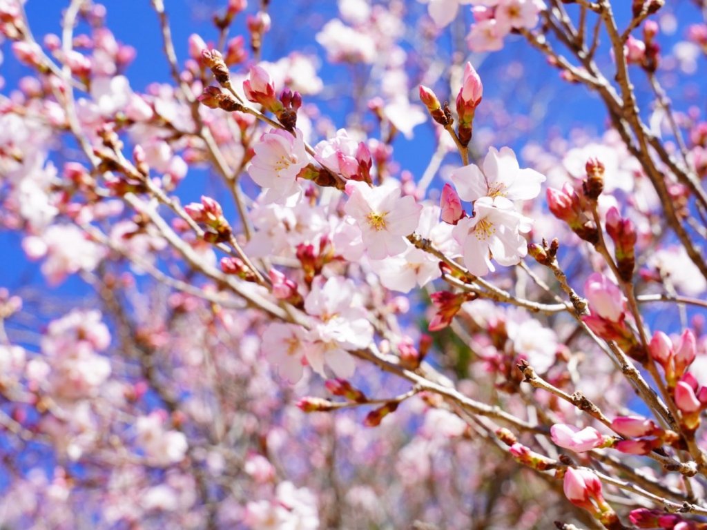 2026年 甲府の桜の名所
