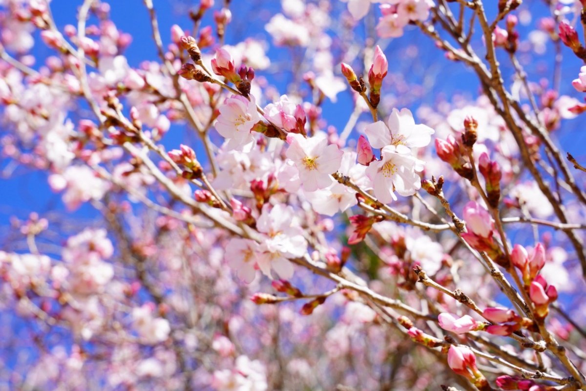 2025.甲府の桜の名所