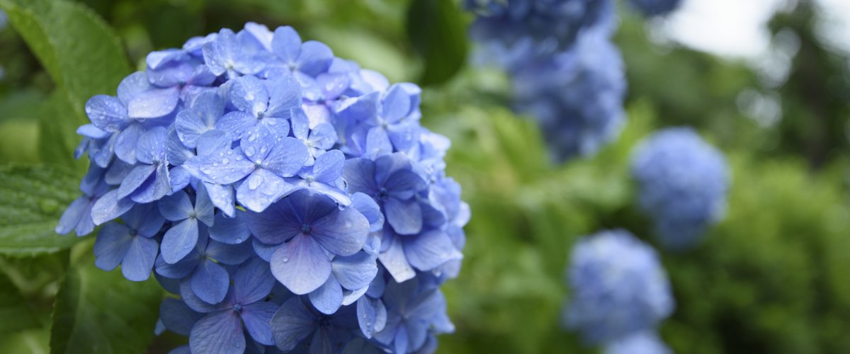 甲府で楽しめる花特集 春から初夏編 甲府 旅の特集 甲府観光ナビ 甲府市観光協会公式サイト