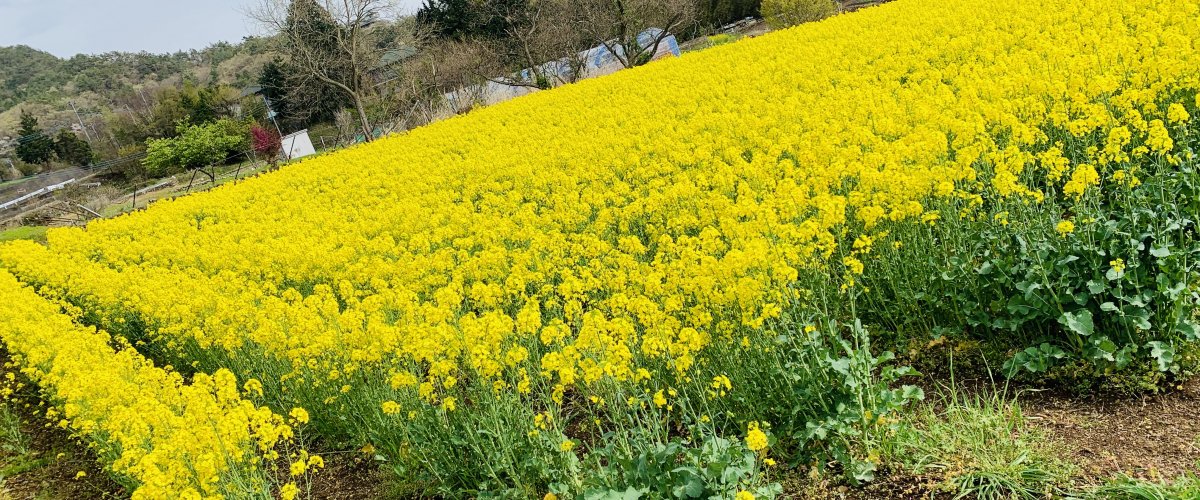 甲府で楽しめる花特集 春から初夏編 甲府 旅の特集 甲府観光ナビ 甲府市観光協会公式サイト