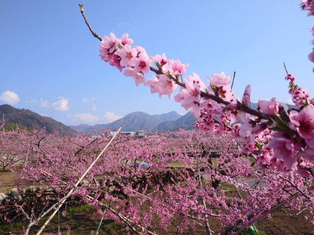 小瀬スポーツ公園　桜まつり