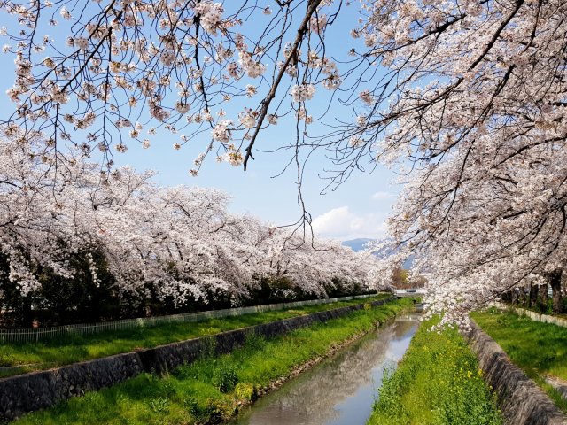 山梨県内の桜の情報はこちら！