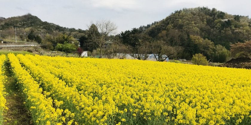 甲府で楽しめる花特集 春から初夏編 甲府 旅の特集 甲府観光ナビ 甲府市観光協会公式サイト