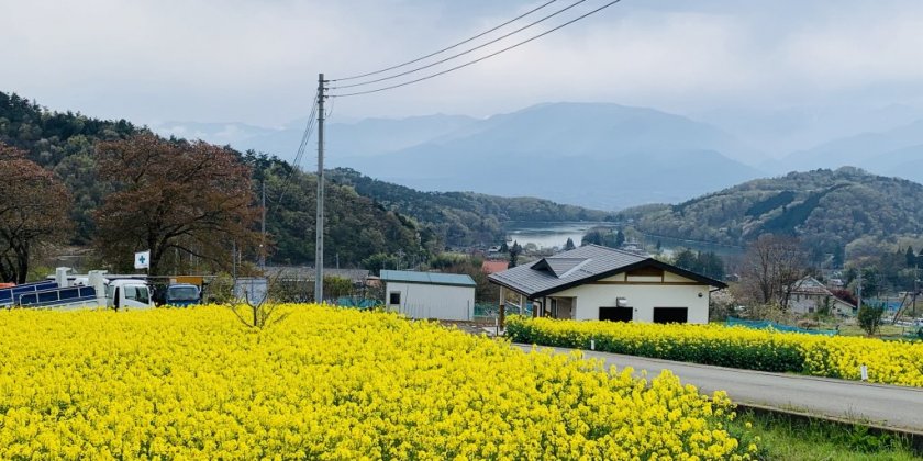 甲府で楽しめる花特集【春から初夏編】｜甲府 旅の特集｜甲府観光ナビ