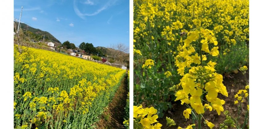 甲府で楽しめる花特集 春から初夏編 甲府 旅の特集 甲府観光ナビ 甲府市観光協会公式サイト