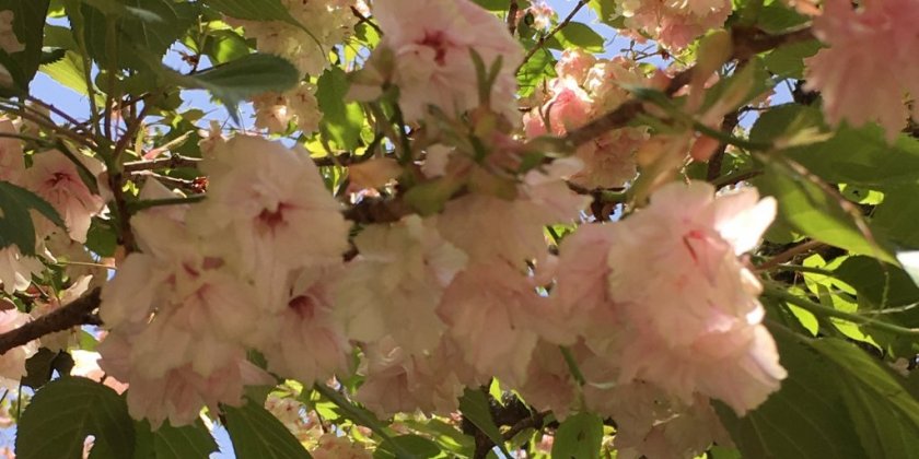 金櫻神社の「鬱金の桜」