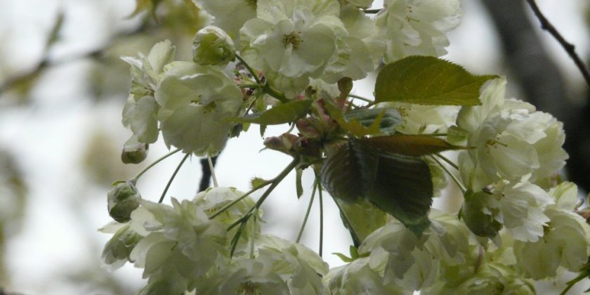 鬱金（うこん）の桜